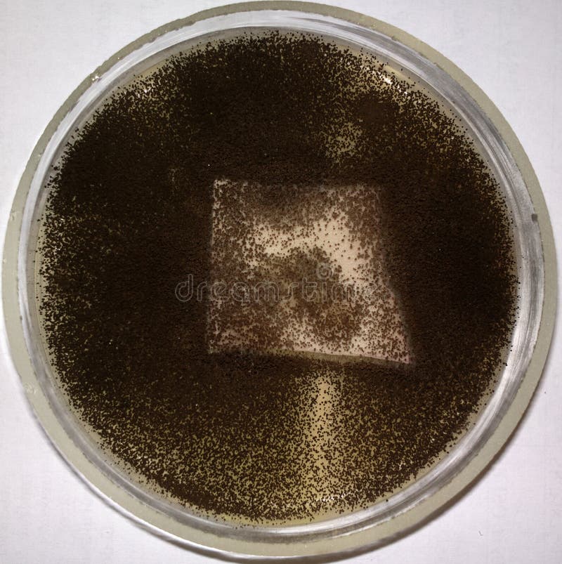 Aspergillus niger on a leather sample royalty free stock image.