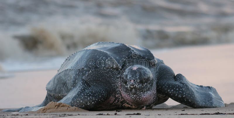 Leatherback Seeschildkröte lizenzfreie stockbilder Leatherback Seeschildkröte lizenzfreie stockbilder