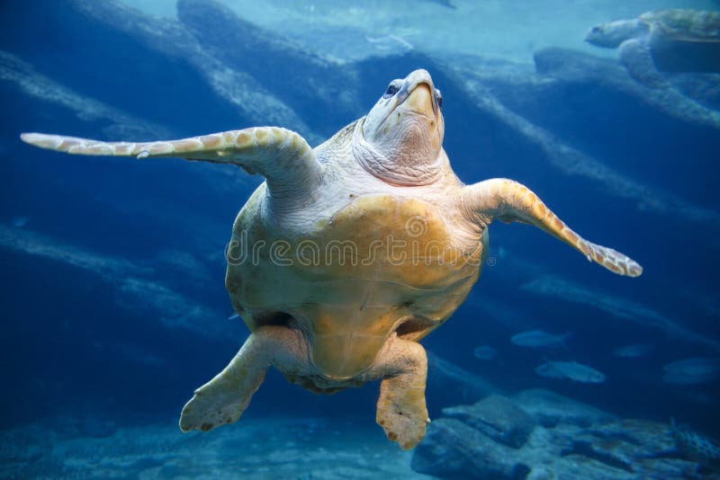 A large leatherback turtle swimming gracefully in the blue water. A large leatherback turtle swimming gracefully in the blue water