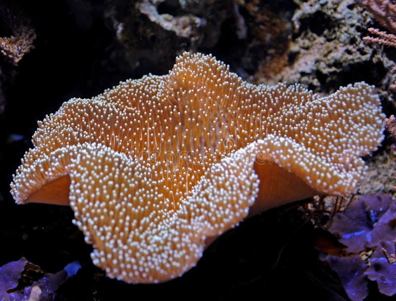 Leathery Coral in a Reef Aquarium Stock Photo - Image of animal, tank ...