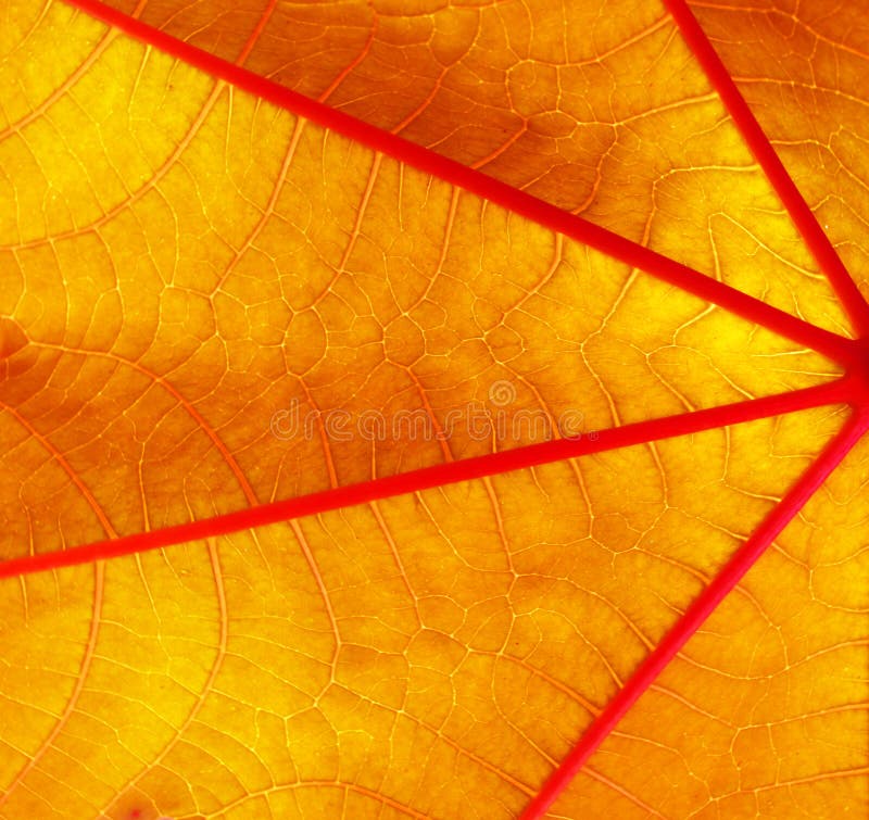 Leave background macro stock photos