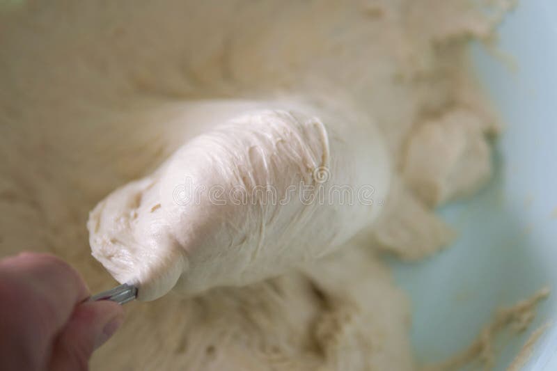 Leavened Wheat Flour Dough,raw Dough,kneaded and Ripening Dough Stock