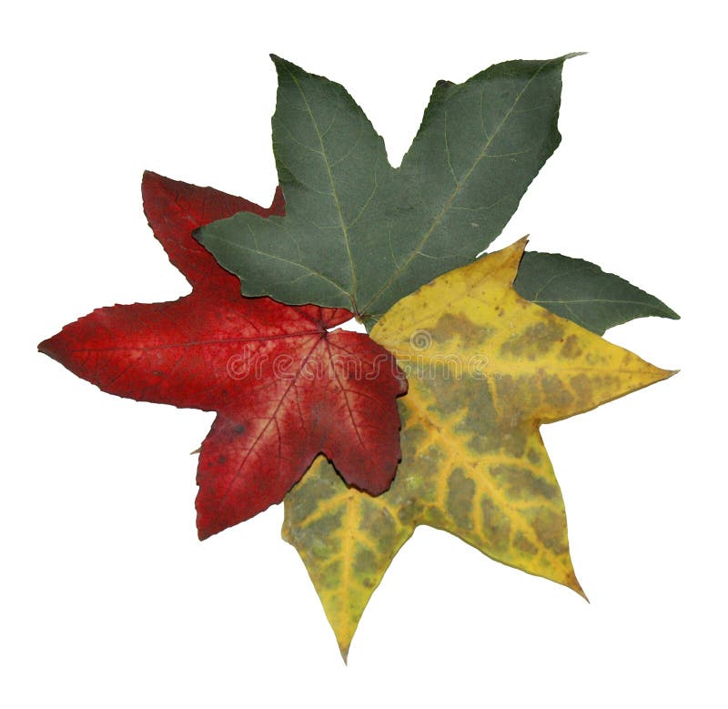 Download Leaves stock image. Image of lifetime, decline, life, foliage - 166681