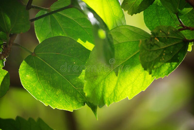 LEAVES royalty free stock photo