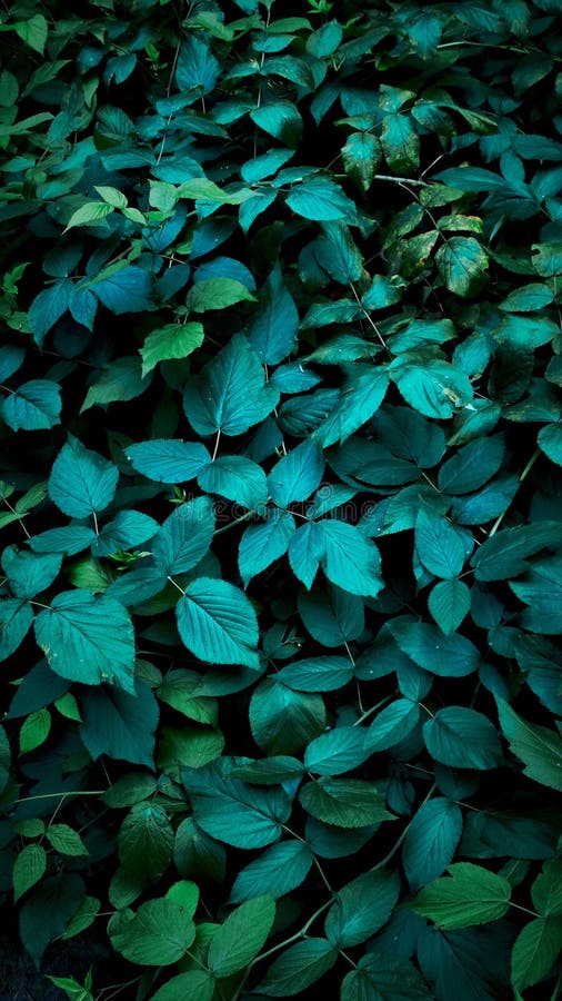 Leaves Aesthetics. Dark Green Emerald Leaves Stock Photo Image of