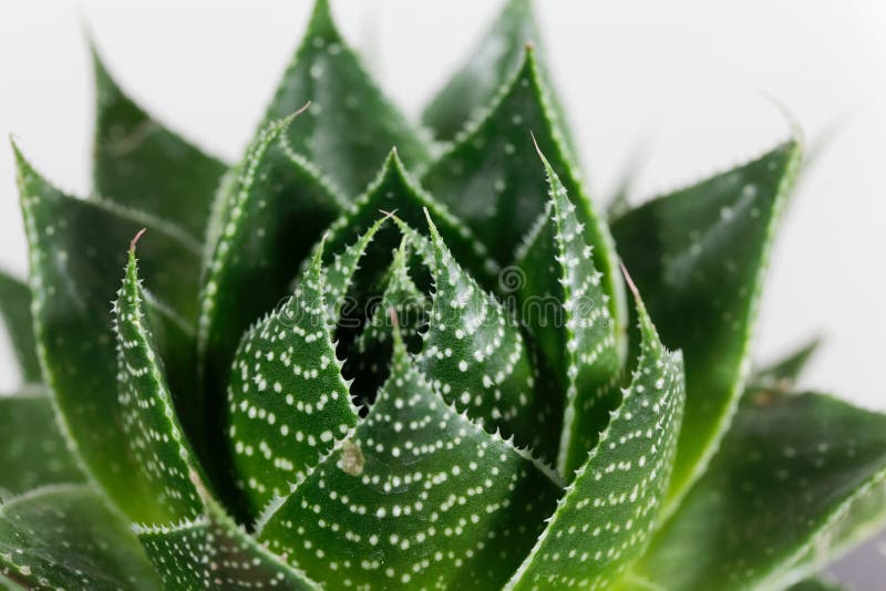 Aloe Cosmo Stock Photos - Free & Royalty-Free Stock Photos from
