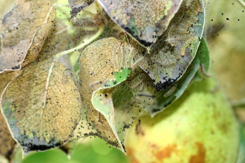 The Leaves of the Apple Tree are Affected by Caterpillars. Stock Photo