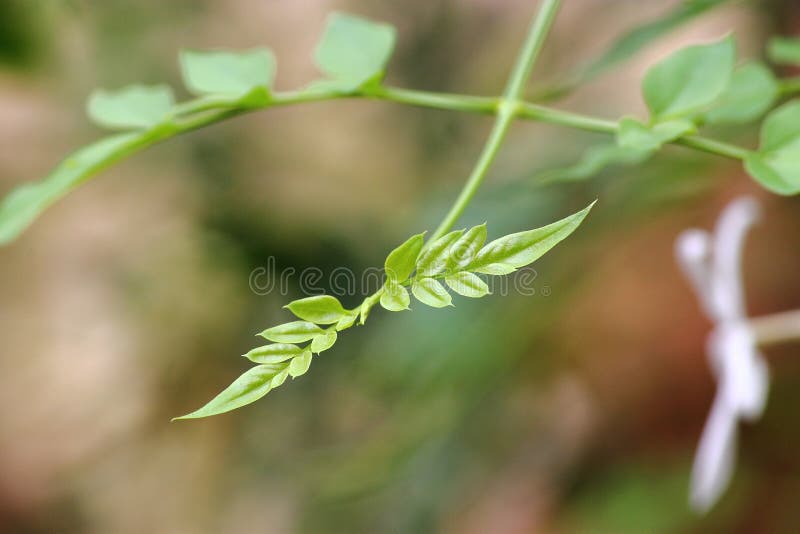 Leaf in Wings shape stock image. Image of leaves, wings 48378541