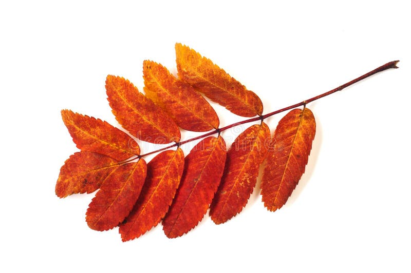 Leaves of autumn stock photo. Image of background, isolated - 122202130