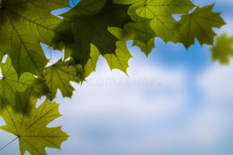 leaves background