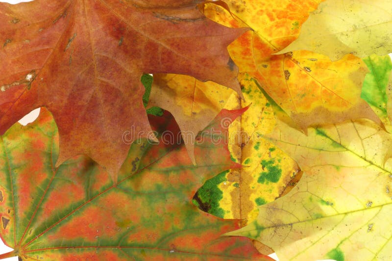 Leaves background 3