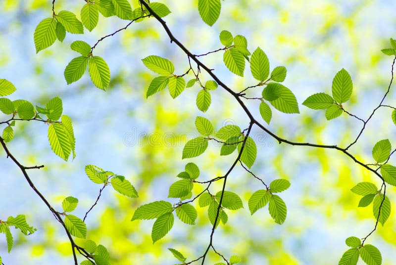 Leaves backgrounds