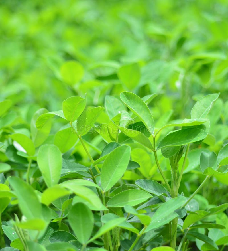 Leaves bean stock photo. Image of beans, natural, health 57156920