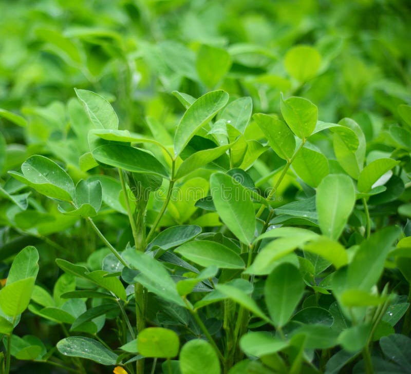 Leaves bean stock photo. Image of diet, garden, isolated 57156962