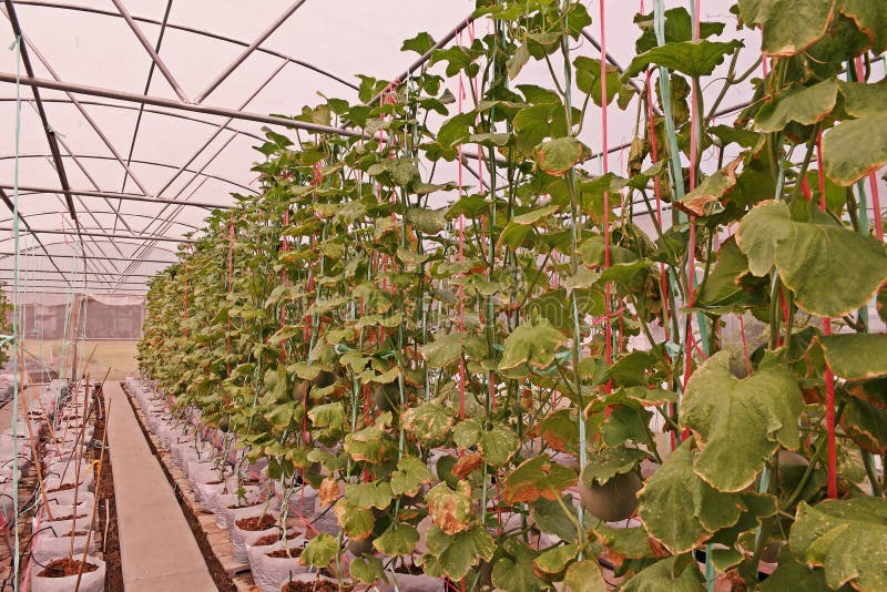 Melon Fruit Production In Greenhouse Cover With Protection ...