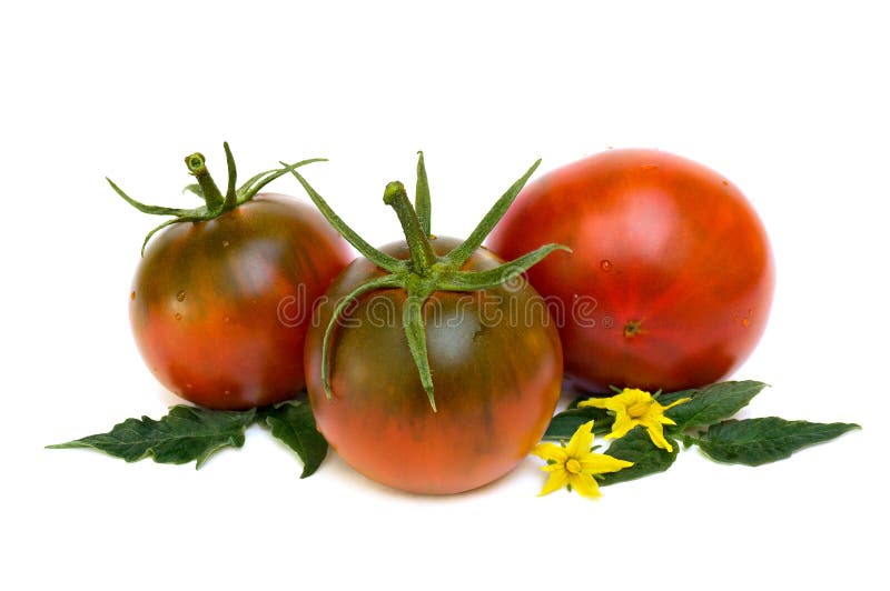 Leaves, Bloom and Fruit of Fresh Tomato Black Prince Tomato on White
