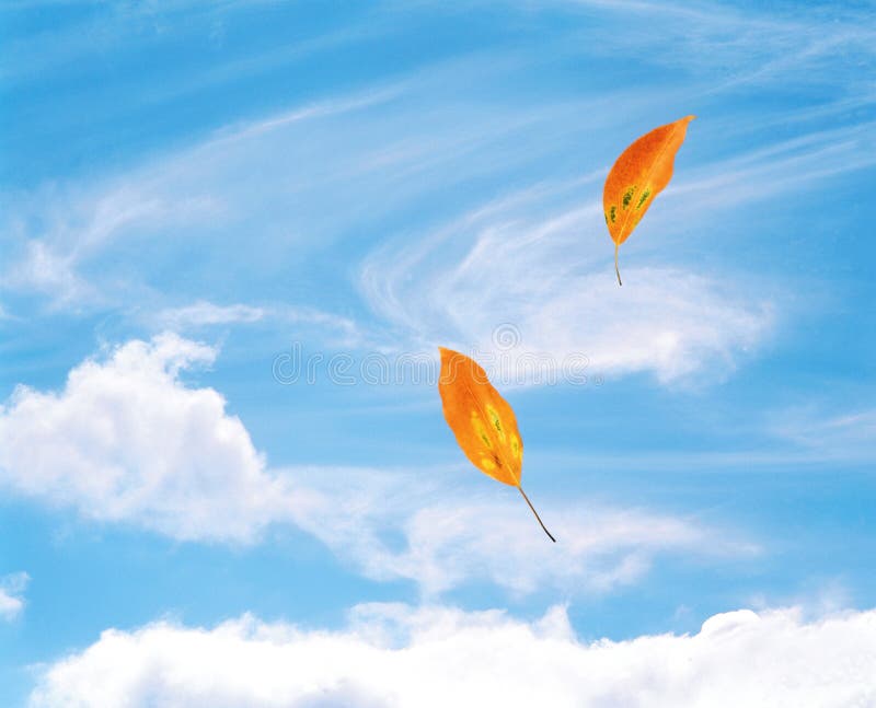 Two leaves float in the breeze against a wispy cloud-filled sky. Two leaves float in the breeze against a wispy cloud-filled sky.