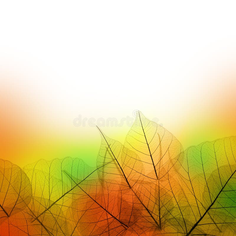 Leaves Border of Autumn season on white background - colorful design