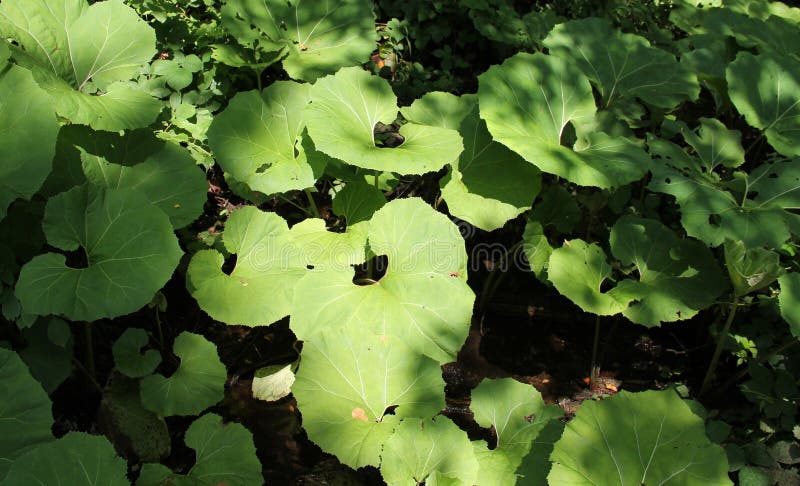 Leaves of butterbur