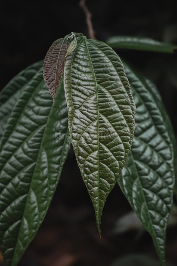 Leaves of cacao tree stock photo. Image of plant, environment 276127240