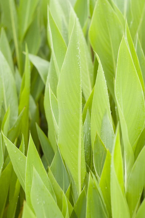 Leaves of canna lily stock photo. Image of leaf, nature 25440986