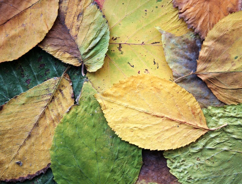 Leaves carpet stock photo. Image of green, fall, autumn - 2261960