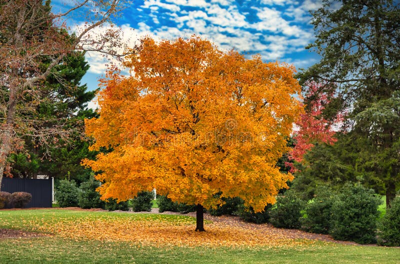 Leaves Changing Color In The Fall Stock Photo Image Of Fall Leaves