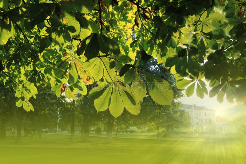 leaves of a chestnut