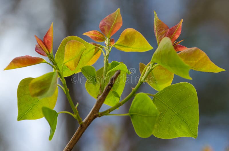 The Leaves of the Chinese Tallow Tree are Red when they First Appear in
