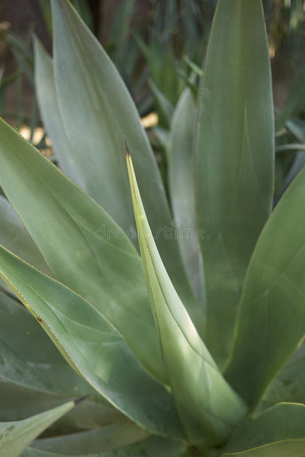 Leaves close up of Agave mitis