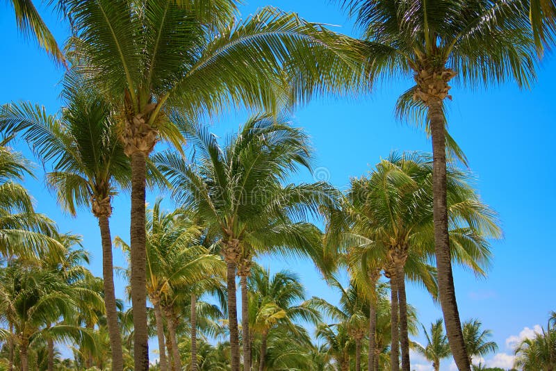 Leaves of coconut palms fluttering in the wind against blue sky. Bottom view. Bright sunny day. Riviera Maya Mexico.