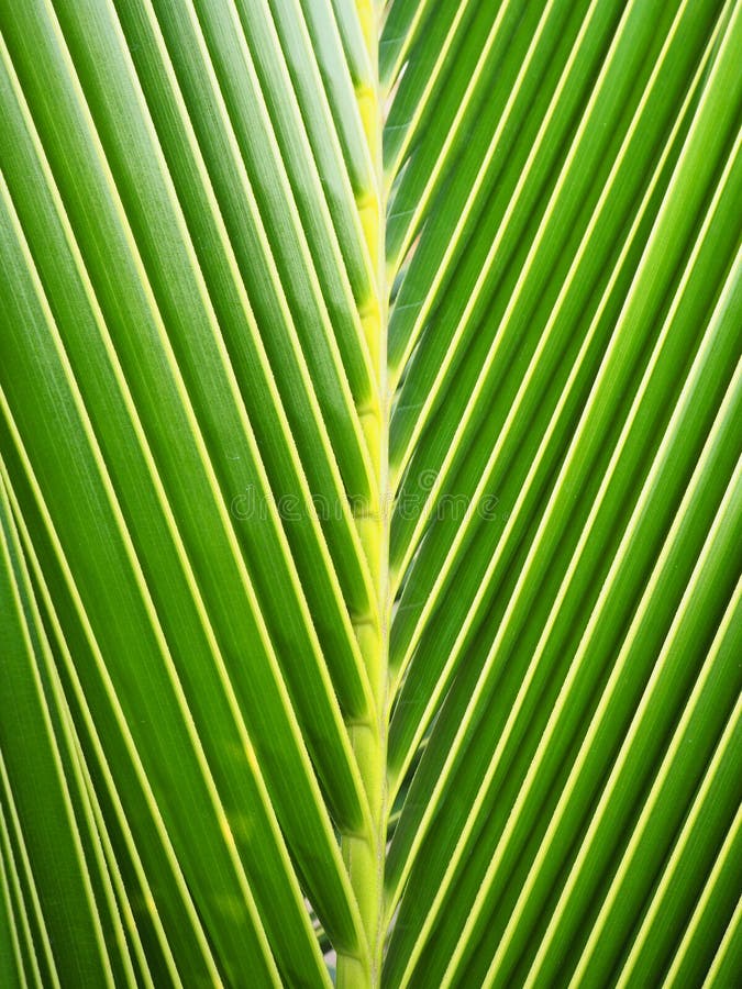 Leaves of coconut stock photo. Image of tree, backgrounds 68487242
