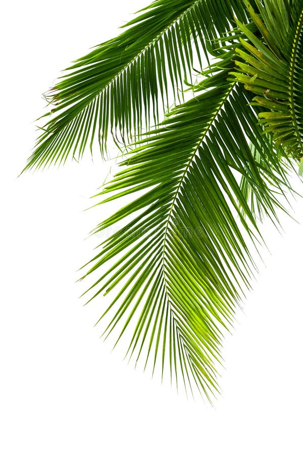 Leaves of coconut tree isolated on white background royalty free stock photos