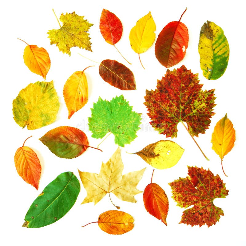Fall leaves collection stock photo. Image of variety, collection - 3310730