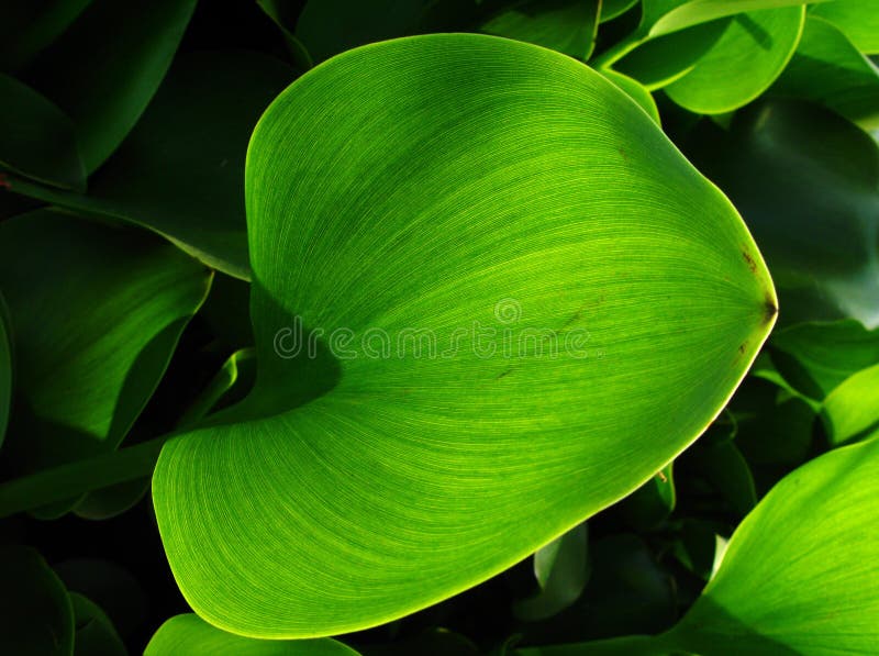 Leaves of Common Water Hyacinth Stock Image Image of leaf, lake 9384257