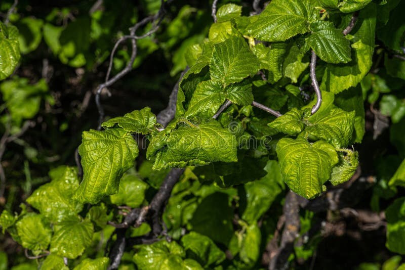 Leaves of Contorted Filbert