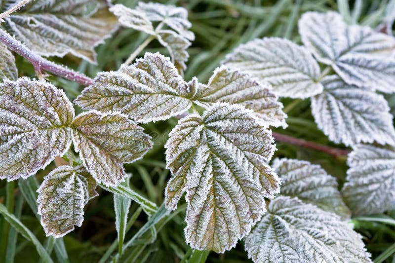 Leaves covered with frost