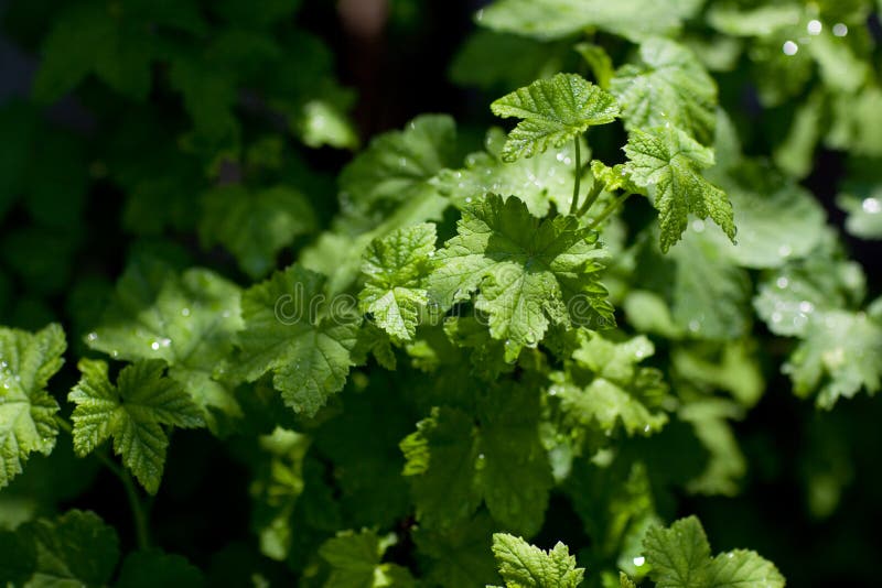 LEaves of a current bush royalty free stock photos