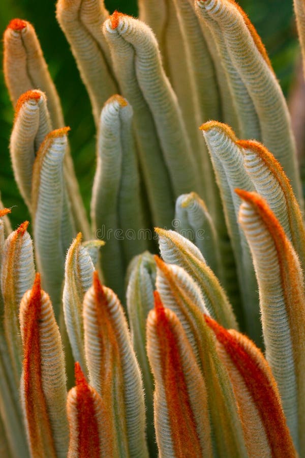 The leaves of Cycas revoluta 2