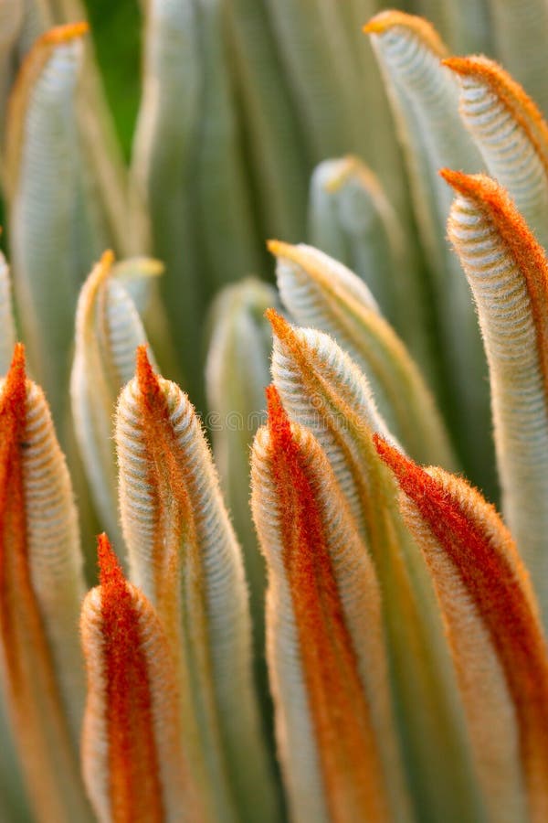 The leaves of Cycas revoluta