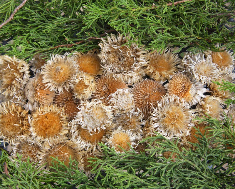 Leaves and dry plants stock image. Image of textures 21920909