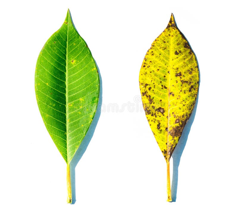 The Leaves are Drying Out on White Background Stock Photo Image of