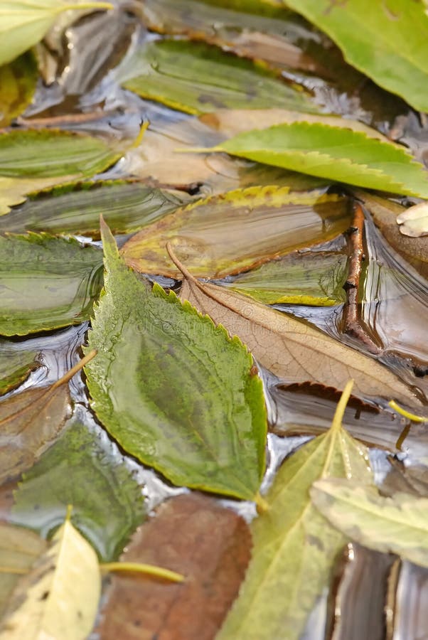 Leaves in fall