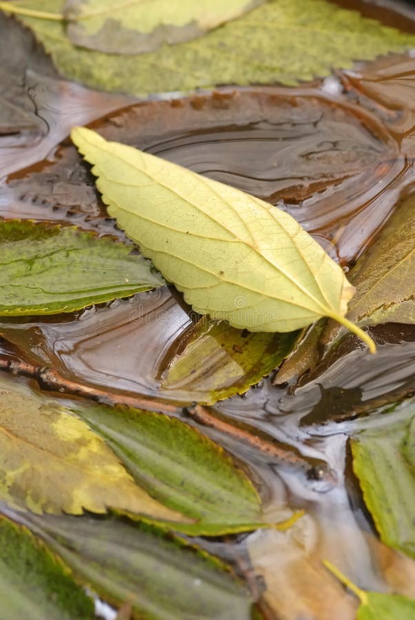 Leaves in fall