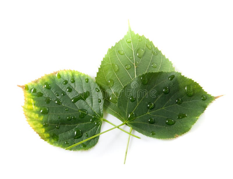 Leaves fallen from a tree covered with drops of water closeup on a white background