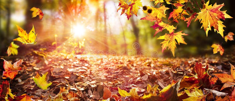Leaves Falling In Defocused Autumn Forest