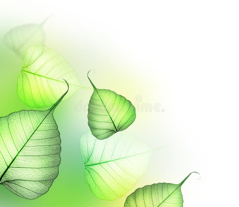 Leaves.Floral design stock images Leaves.Floral design stock images