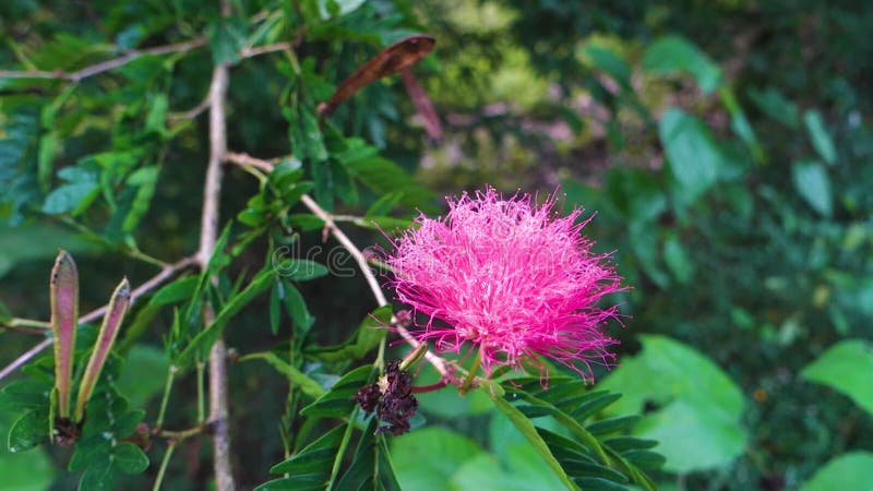 Albizia Julibrissin, Persian Silk Tree with Beautiful Pink Flowers ...