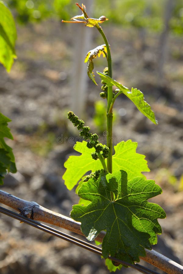 Leaves and flowers of grape