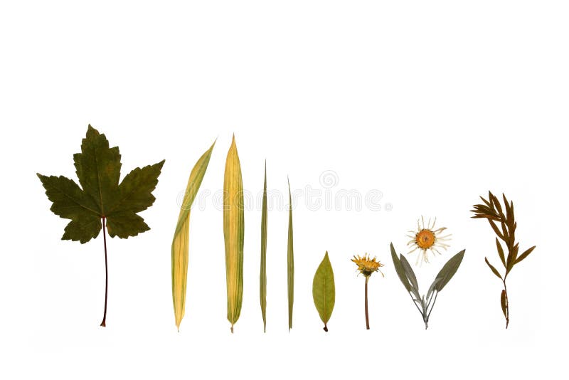 Abstract design of dried and pressed leaves, flowers and herbs of autumn against a white background. Abstract design of dried and pressed leaves, flowers and herbs of autumn against a white background..